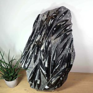 Einzigartige XL Fossile Orthoceras Platte (Tintenfische) - 78x47cm - 280-320 Millionen Jahre - Nr. 10 auf Holzfläche