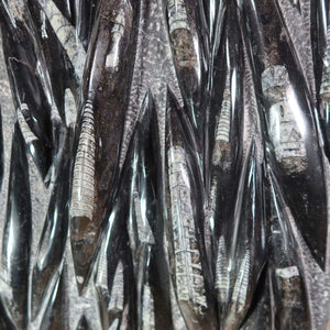 Einzigartige XL Fossile Orthoceras Platte (Tintenfische) - 70x45cm - 280-320 Millionen Jahre - Nr. 11, Detailansicht