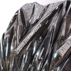 Einzigartige XL Fossile Orthoceras Platte (Tintenfische) - 70x60cm - 280-320 Millionen Jahre - Nr. 12, Detailansicht der Fossilienstruktur