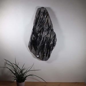 Einzigartige XL Fossile Orthoceras Platte (Tintenfische) - 77x41cm - 280-320 Millionen Jahre - Nr. 14 an einer Wand montiert