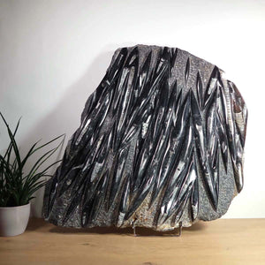 Einzigartige XL Fossile Orthoceras Platte (Tintenfische) - 80x63cm - 280-320 Millionen Jahre - Nr. 2 auf Holzdisplay