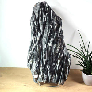 Einzigartige XL Fossile Orthoceras Platte (Tintenfische) - 65x36cm - 280-320 Millionen Jahre - Nr. 21, stehend auf einem Tisch