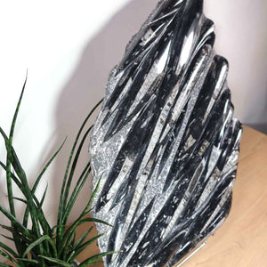 Einzigartige XL Fossile Orthoceras Platte (Tintenfische) - 68x51cm - 280-320 Millionen Jahre - Nr. 23 neben Pflanze