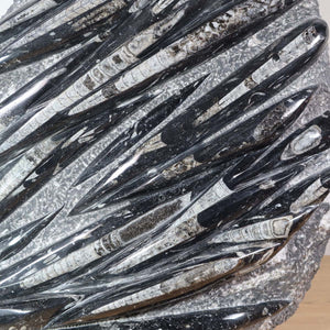 Einzigartige XL Fossile Orthoceras Platte (Tintenfische) - 68x51cm - 280-320 Millionen Jahre - Nr. 23 fossil detail