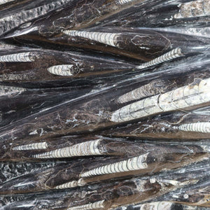 Einzigartige XL Fossile Orthoceras Platte (Tintenfische) - 64x47cm - 280-320 Millionen Jahre - Nr. 24, Nahaufnahme der Fossilienstruktur