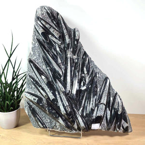 Einzigartige XL Fossile Orthoceras Platte (Tintenfische) - 65x52cm - 280-320 Millionen Jahre - Nr. 25 auf Holzständer