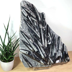Einzigartige XL Fossile Orthoceras Platte (Tintenfische) - 65x52cm - 280-320 Millionen Jahre - Nr. 25 auf Ständer mit Pflanze