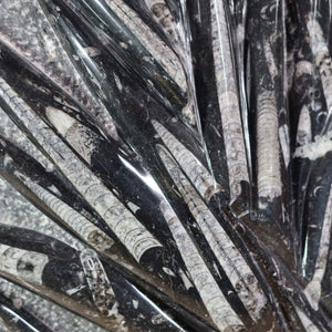 Einzigartige XL Fossile Orthoceras Platte (Tintenfische) - 65x52cm - 280-320 Millionen Jahre - Nr. 25 close-up