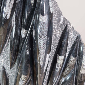 Einzigartige XL Fossile Orthoceras Platte (Tintenfische) - 53x58cm - 280-320 Millionen Jahre - Nr. 27 Detailansicht