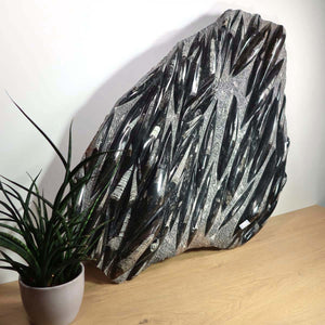 Einzigartige XL Fossile Orthoceras Platte (Tintenfische) - 90x60cm - 280-320 Millionen Jahre - Nr. 3 auf Holzoberfläche, neben Pflanze.