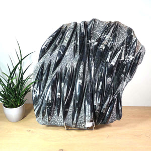 Einzigartige XL Fossile Orthoceras Platte (Tintenfische) - 59x55cm - 280-320 Millionen Jahre - Nr. 30 auf Holzunterlage