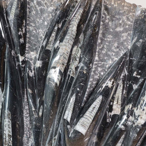 Einzigartige XL Fossile Orthoceras Platte (Tintenfische) - 59x55cm - 280-320 Millionen Jahre - Nr. 30