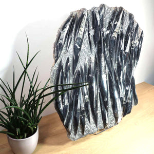 Einzigartige XL Fossile Orthoceras Platte (Tintenfische) - 59x55cm - 280-320 Millionen Jahre - Nr. 30