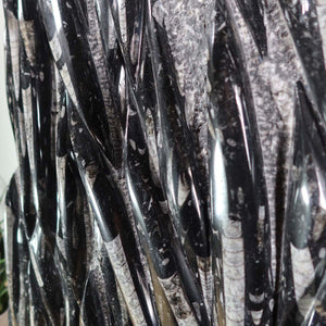 Einzigartige XL Fossile Orthoceras Platte (Tintenfische) - 102x49cm - 280-320 Millionen Jahre - Nr. 4, beeindruckende uralte Fossilien.