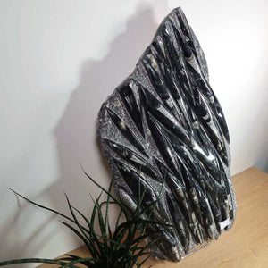 Einzigartige XL Fossile Orthoceras Platte (Tintenfische) - 71x41cm - 280-320 Millionen Jahre - Nr. 5, antike Fossilien auf Ausstellung