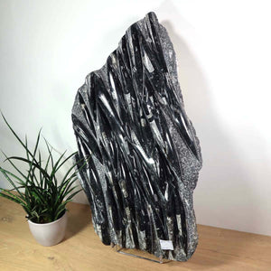 Einzigartige XL Fossile Orthoceras Platte (Tintenfische) - 102x49cm - 280-320 Millionen Jahre - Nr. 4, graue Struktur mit Pflanze