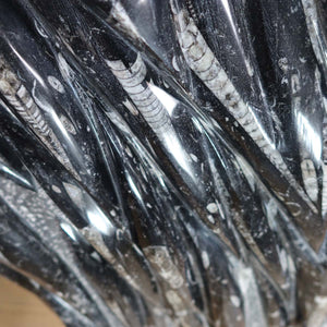 Einzigartige XL Fossile Orthoceras Platte (Tintenfische) - 71x41cm - 280-320 Millionen Jahre - Nr. 5, detail of fossil patterns