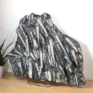 Einzigartige XL Fossile Orthoceras Platte (Tintenfische) - 52x55cm - 280-320 Millionen Jahre - Nr. 69 auf Holzständer