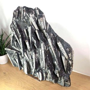 Einzigartige XL Fossile Orthoceras Platte (Tintenfische) - 52x55cm - 280-320 Millionen Jahre - Nr. 69 auf Holzoberfläche