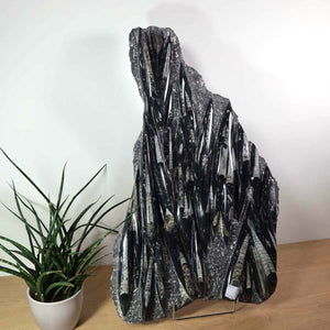 Einzigartige XL Fossile Orthoceras Platte (Tintenfische) - 70x40cm - 280-320 Millionen Jahre - Nr. 8, auf Holzoberfläche mit Pflanze.