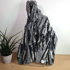 Einzigartige XL Fossile Orthoceras Platte (Tintenfische) - 70x40cm - 280-320 Millionen Jahre - Nr. 8 auf Holzständer