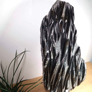 Einzigartige XL Fossile Orthoceras Platte (Tintenfische) - 79x44cm - 280-320 Millionen Jahre - Nr. 9, beeindruckendes Fossil auf Holz-Unterlage.