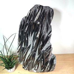 Einzigartige XL Fossile Orthoceras Platte (Tintenfische) - 79x44cm - 280-320 Millionen Jahre - Nr. 9, versteinert, prähistorisch
