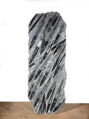 Orthocera und Ammoniten-XL-(freistehend)- 130 x 50cm-280-320 Mill. Jahre -Nr11 fossil sculpture on display