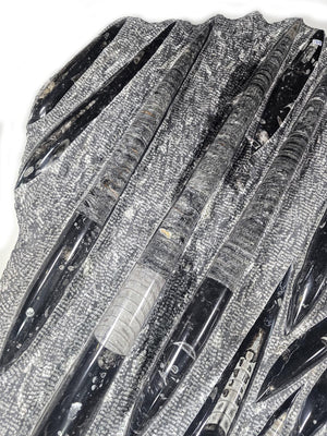 Orthocera und Ammoniten-XL-(freistehend)- 130 x 50cm-280-320 Mill. Jahre -Nr11 Fossilien Skulptur Detailaufnahme