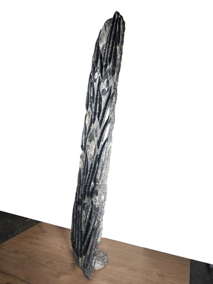 Orthocera und Ammoniten Skulptur, freistehend, 168x49cm, 280-320 Millionen Jahre alt
