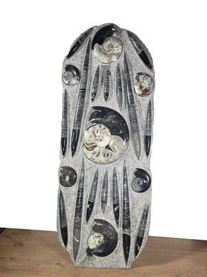 Orthocera und Ammoniten-XL-(freistehend)-123 x 48cm-280-320 Mill. Jahre -Nr. 2, einzigartige Fossilien Skulptur.