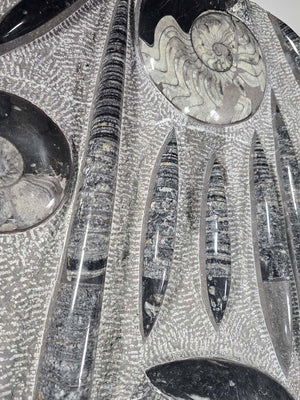 Orthocera und Ammoniten-XL-(freistehend)-123 x 48cm-280-320 Mill. Jahre -Nr. 2 Fossilien Skulptur