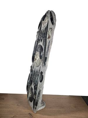Orthocera und Ammoniten-XL-(freistehend)-123 x 48cm-280-320 Mill. Jahre -Nr. 2 Skulptur mit Fossilien auf Tisch