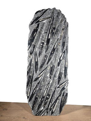 Orthocera und Ammoniten-XL-(freistehend)-128 x 50cm-280-320 Mill. Jahre -Nr.3, beeindruckende Fossilien Skulptur.
