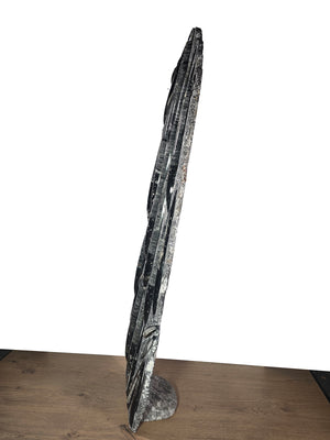 Orthocera und Ammoniten-XL-(freistehend)-128 x 50cm-280-320 Mill. Jahre -Nr.3 seitliche Ansicht der Skulptur