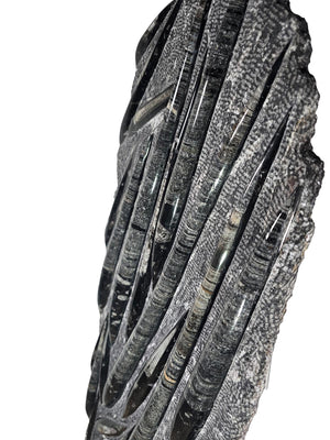 Orthocera und Ammoniten-XL-(freistehend)-128 x 50cm-280-320 Mill. Jahre -Nr.3, detailierte Skulpturaufnahme.