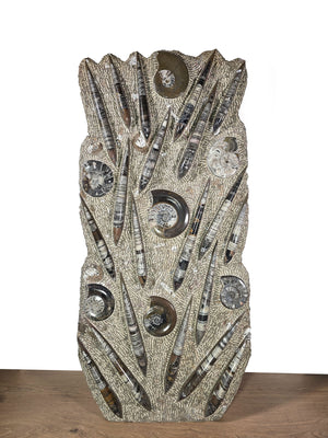 Orthocera und Ammoniten-XL-(freistehend)- 115 x 50cm-280-320 Mill. Jahre -Nr.4, beeindruckende Fossilien Skulptur.