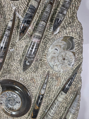 Orthocera und Ammoniten-XL-(freistehend)- 115 x 50cm-280-320 Mill. Jahre -Nr.4 faszinierende Fossilien-Skulptur aus Naturstein.
