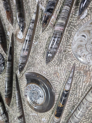 Orthocera und Ammoniten-XL-(freistehend)- 115 x 50cm-280-320 Mill. Jahre -Nr.4 Fossilien Skulptur Detailansicht.