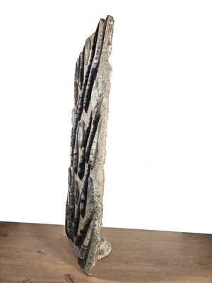 Orthocera und Ammoniten-XL-(freistehend)- 115 x 50cm-280-320 Mill. Jahre -Nr.4, einzigartige Fossilienskulptur