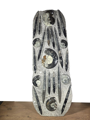 Orthocera und Ammoniten-XL-(freistehend)- 130 x 45cm-280-320 Mill. Jahre -Nr9, hochwertige Fossilien Skulptur.