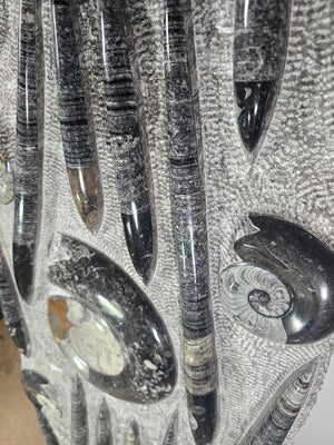 Orthocera und Ammoniten-XL-(freistehend)- 130 x 45cm-280-320 Mill. Jahre -Nr9 Fossilien Skulptur detailliert.