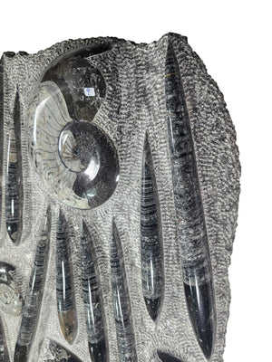 Orthocera und Ammoniten-XL-(freistehend)- 130 x 45cm-280-320 Mill. Jahre -Nr9 Fossilien Skulptur Detailaufnahme