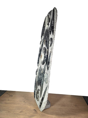 Orthocera und Ammoniten-XL-(freistehend)- 130 x 45cm-280-320 Mill. Jahre -Nr9 Skulptur auf Holzuntergrund