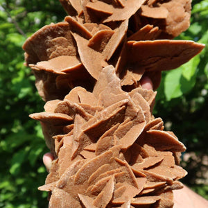 Large Moroccan sandstone desert rose in hand, unique collectors' piece, measuring 32x21x14cm, with intricate natural formations.