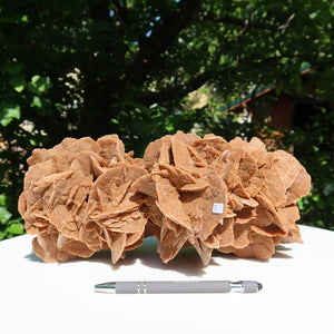 Large Moroccan sand rose with pen for size comparison, unique collector's piece highlighting its intricate gypsum rosette formation.