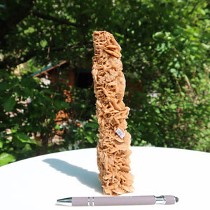 Tall Moroccan sand rose mineral specimen on display next to a pen for size comparison, showcasing intricate rosette formations.