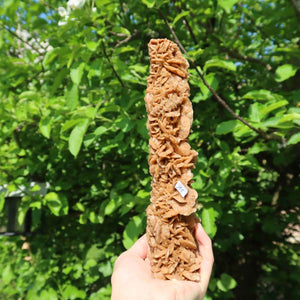 Tall sandstone desert rose rock held outdoors, unique collectors' piece, formed by gypsum crystals in Moroccan sand, 21x5x5 cm.