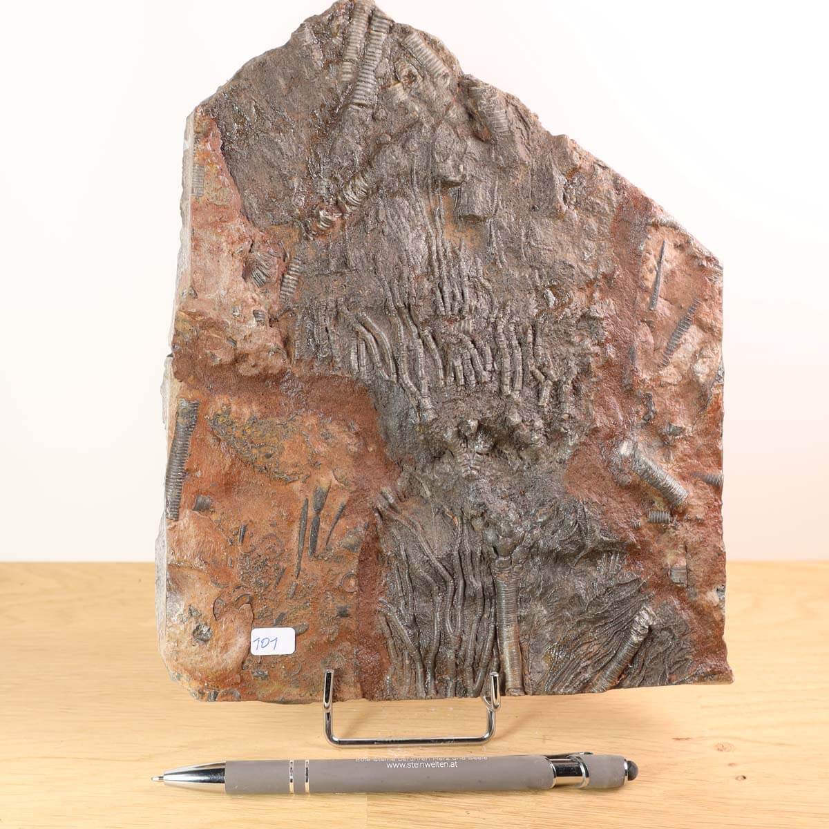 Fossil of Scyphocrinites elegans sea lilies, 22x17 cm, 425 million years old, unique piece No. 101 on display with pen for scale.
