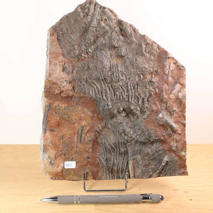 Fossil of Scyphocrinites elegans sea lilies, 22x17 cm, 425 million years old, unique piece No. 101 on display with pen for scale.